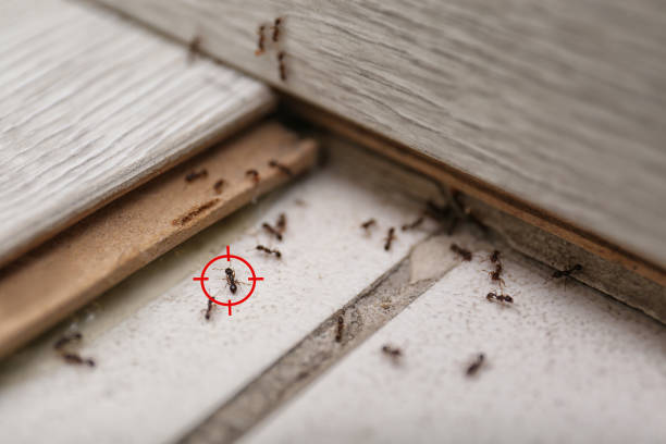 Best Affordable Pest Control Services  in Bellevue, NE