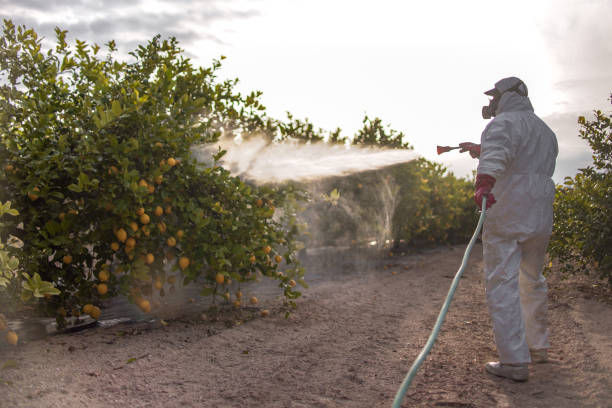 Best Wasp Removal Services  in Bellevue, NE