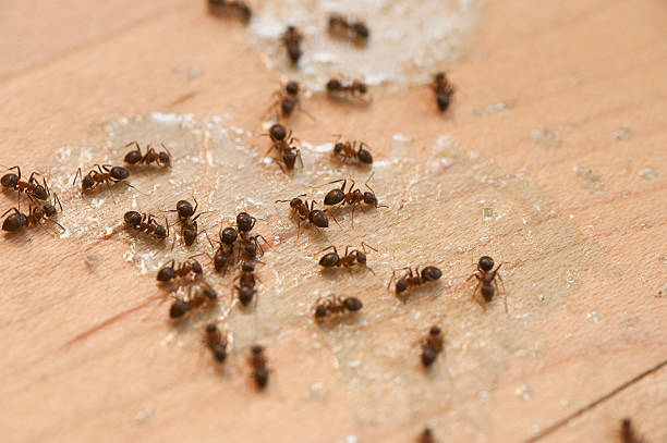Best Flea Control Services  in Bellevue, NE