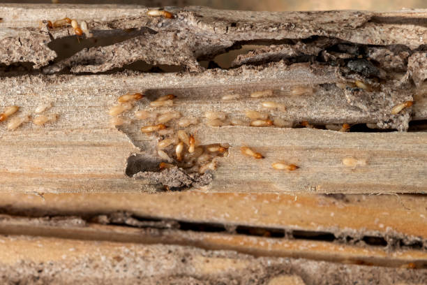 Best Pest Prevention Services  in Bellevue, NE
